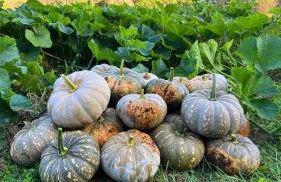 La Noce di Creta - Foto 42