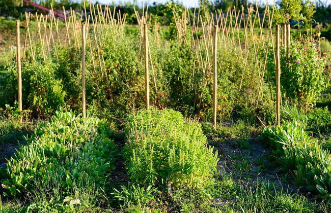 Borgo Antichi Orti Assisi - Foto 54