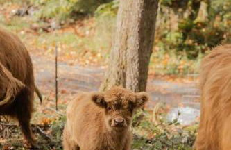 The Cottage at Highland Farms - Foto 37