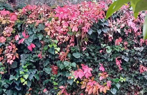 I Gelsi di Colombata Locazione turistica breve in campagna - Foto 41