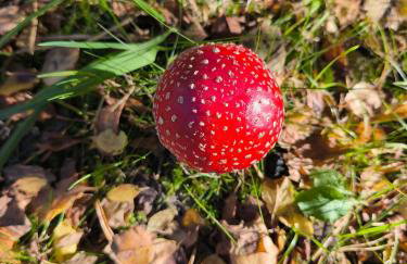 Sea the Blue Garden SPA Odargowo - Foto 39