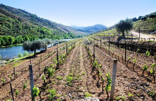 Casa Oliveiras do Douro - Foto 20