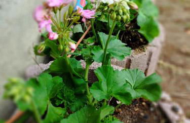 Casa dos Caseiros N2 - Foto 17