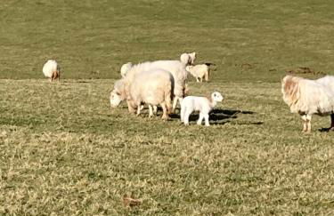 Tyn-Y-Berth Sleeps 27 luxury group accommodation - Photo 9