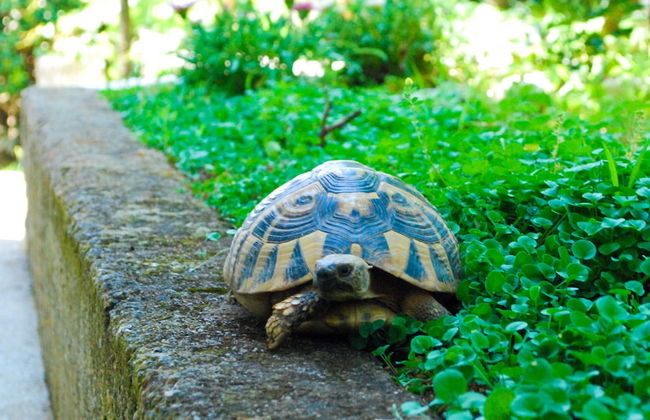 Apartments Tea Kotor - Foto 70