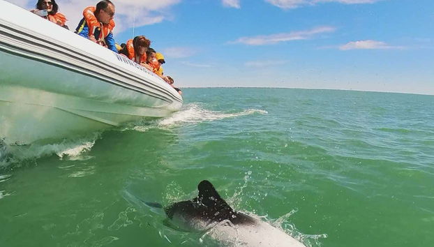 Avistamiento de delfines en Puerto Rawson - Foto 2
