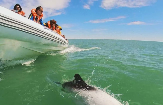 Avistamiento de delfines en Puerto Rawson - Foto 2