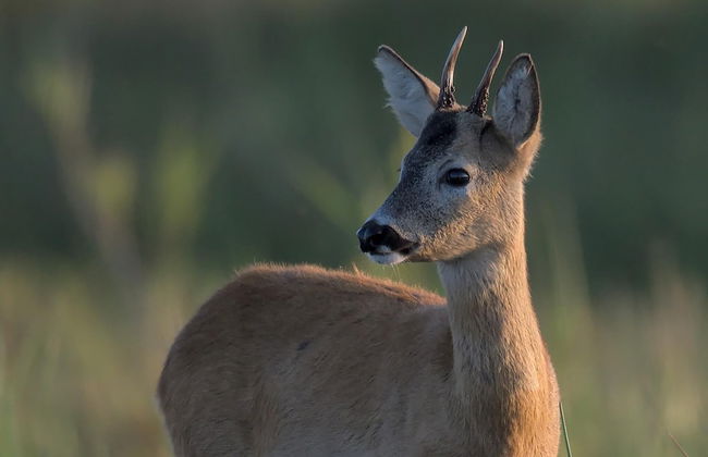 Beautiful House in Village, Newburgh, Ellon - Photo 3
