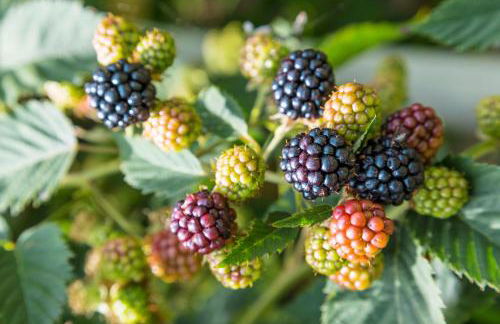 Appartement Birkenhof - Foto 48