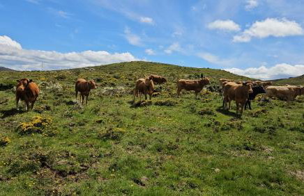 Cantinho de Tourêm - Foto 40