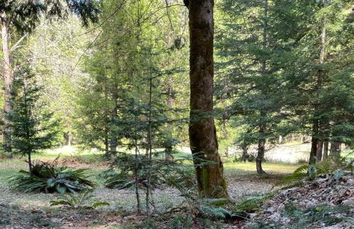 Blissful Solitude Cottage - Foto 40