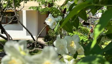 Casa degli Albicocchi - near Venice - whole house with garden and free Prkg - Foto 5