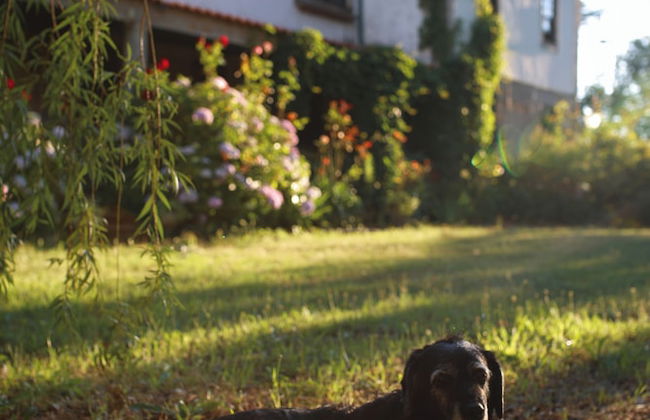 Lugar da Pedra Alta - Foto 43