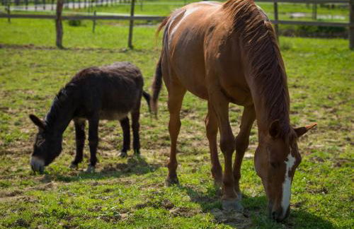 Agriturismo I Comelli - Foto 74
