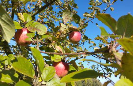 2 Ferienhäuser im Doppelpack für Naturliebhaber, strandnah, ruhig, mit großen Gärten - Foto 64