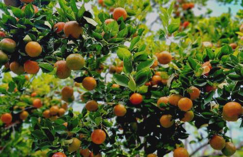 PonoMana Oasis's - Koi Cottage - Foto 29