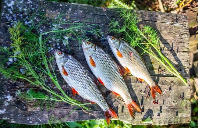 Agroturystyka u przyjaciol Soni - Foto 49