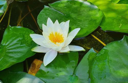 Charmante maison avec jardin au cœur du Parc Naturel Régional de la Brenne, idéale pour télétravail. - FR-1-591-237 - Foto 19