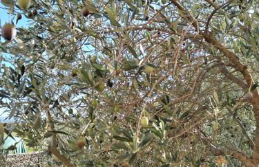 Gite la Picholine_Bourg Saint Andéol - Foto 57