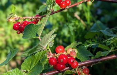 La Vieille Maison aux Canards - Foto 48