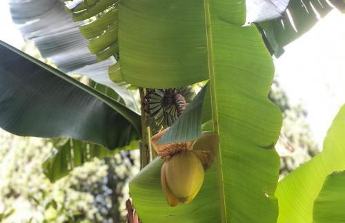 Residence Villa Alba - Foto 27