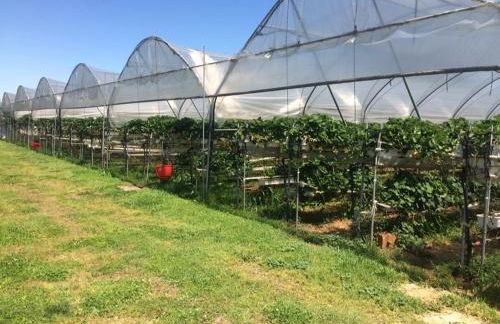 Corte Breda Agriturismo Bed & Breakfast - Foto 31