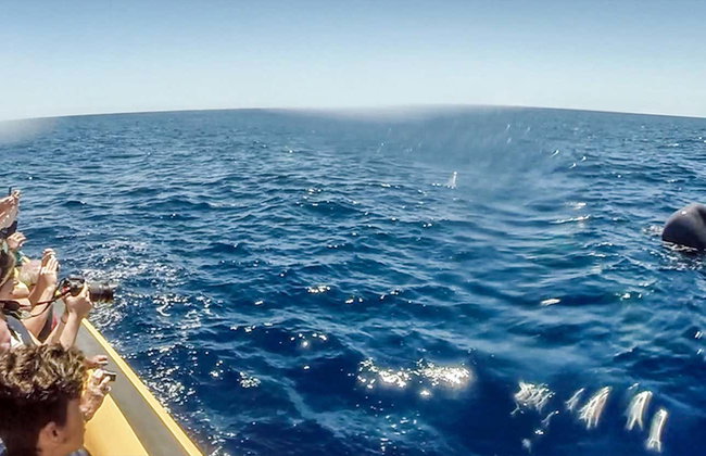 Avistamiento de cetáceos + Islote de Vila Franca - Foto 8