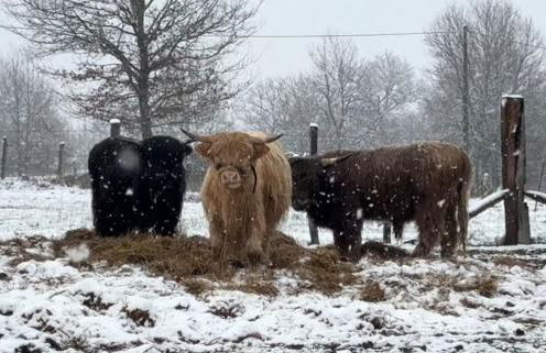 The Burrow, Oradour ST Genest - Foto 36