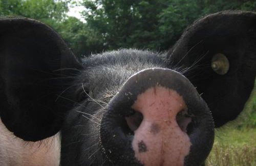 Ferienhof Jepsen - Foto 35