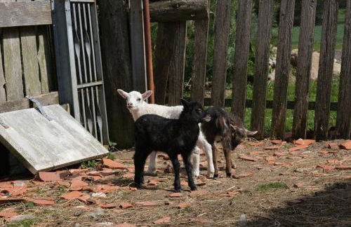 Ostseebauernhof Schönhagen - Foto 44
