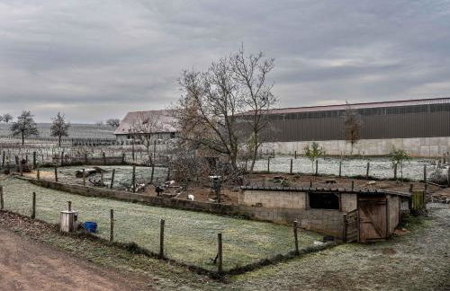 Ferme Équestre - Vue Unique sur les Chevaux - Foto 19
