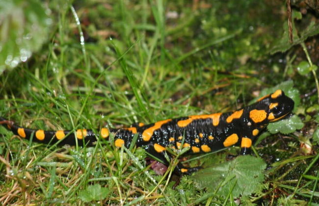 Nagelsmederij in het Huis Waldwinkel - Foto 23