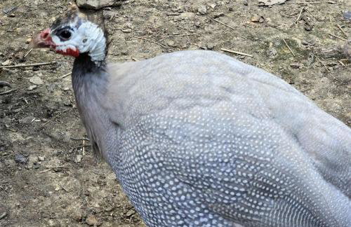 Remote Mountain A-Frame with BBQ Perfect for Nature Lovers in West Virginia - Foto 18