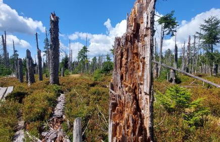 Helle, lichtdurchflutete Ferienwohnung im Herzen des Bayerischen Waldes, Nationalparknähe - Foto 38
