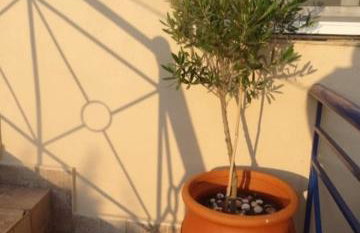 Velika seaside Apartment - Foto 1