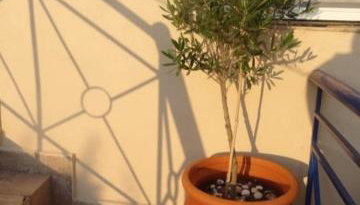 Velika seaside Apartment - Foto 1