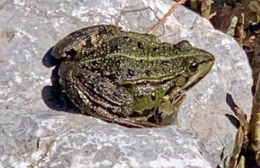 Einladendes Appartement im Grünen für 2 Personen - Foto 23