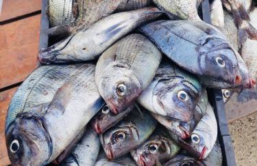 Villa Evita Apartments - Foto 73