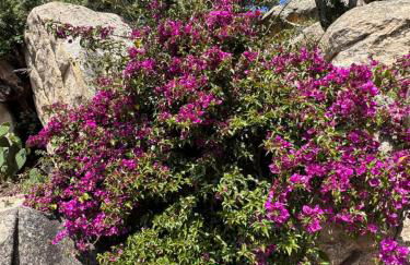 Bel appartement dans Villa avec piscine en Corse du Sud - Foto 14