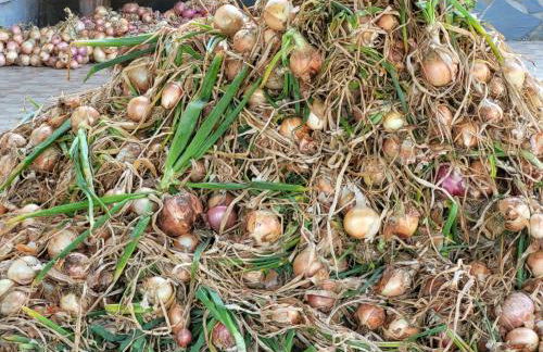 Agriturismo Gli Antichi Sapori - con stazione di ricarica veicoli elettrici - Foto 53