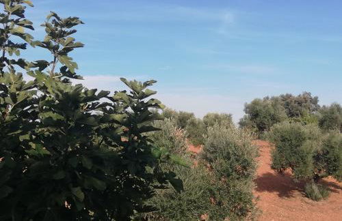 Burrico D`Orada - Rural Stays & Wine Country Tours - Foto 68