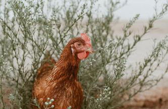 Sikalindi Apulia - Foto 35