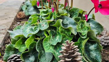 ETNAGLOW Luxory Sicilian Villa - Foto 4, Garden view