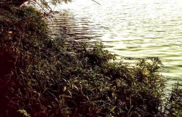 Hillbilly Chic Tiny House Near Nashville with WiFi, Kitchenette, Fire Pit & Trails - Foto 71