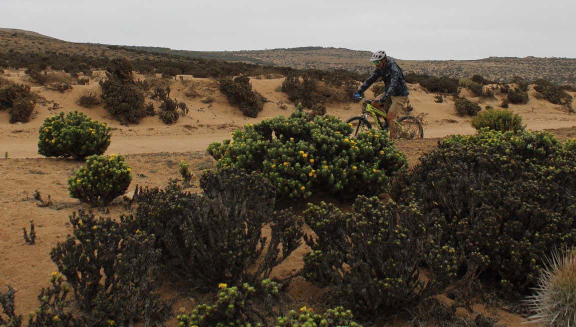 Tour en bicicleta por el humedal del río Limarí