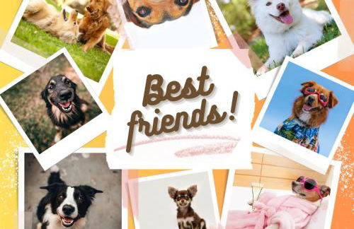 Poinsettia - Foto 38