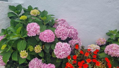 Páteo Saloio - Photo 4, Garden