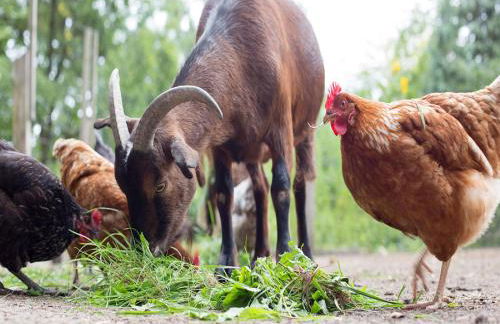 Der Alps Hof - Foto 20