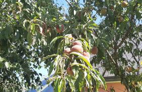 La Maison Rose - avec grand jardin clos à 300m de la mer - Foto 44