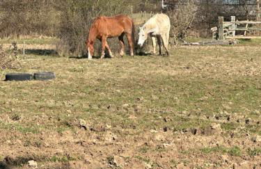 Longère normande avec piscine et jardin - Foto 17